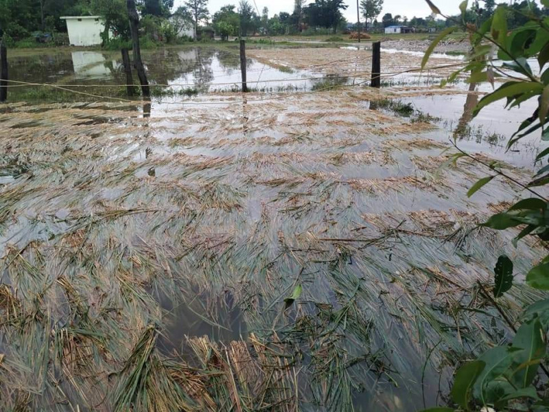 ६ हजार हेक्टरकाे धानबाली बाढीले बगायाे, मारमा परे कैलालीका किसान